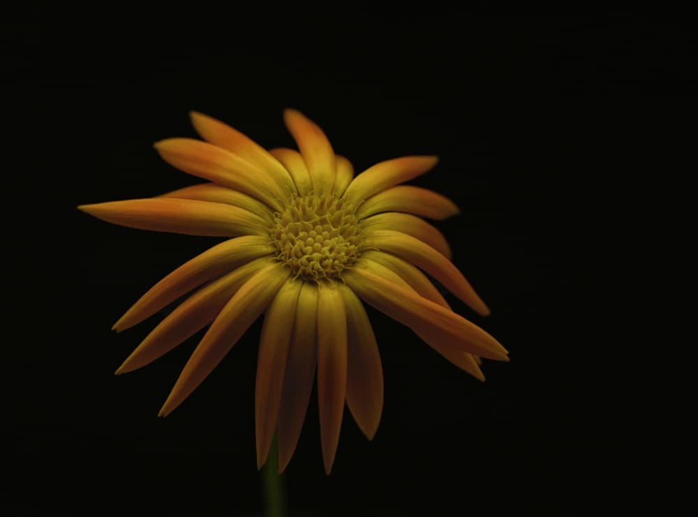 Dramatic Orange Bloom by Lotte Grønkjær — canvas wall art