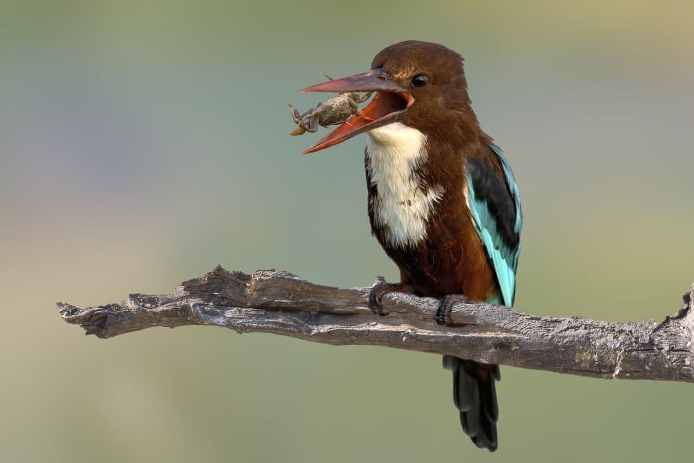 Kingfisher With Catch by Mallal Moshe — canvas wall art