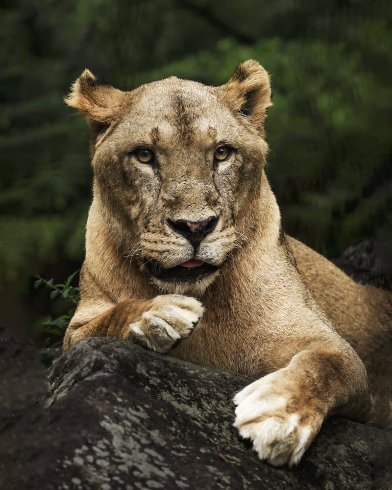 Majestic Lioness Gaze by Gatot Herliyanto — canvas wall art