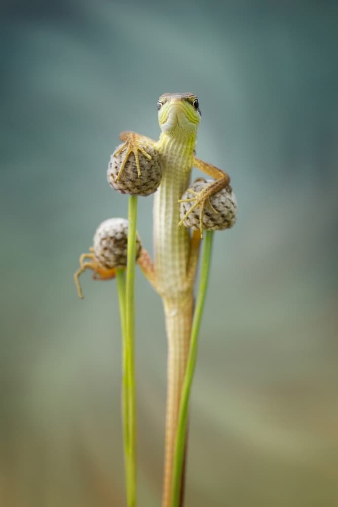 Confident Little Lizard by Hendy Mp — canvas wall art