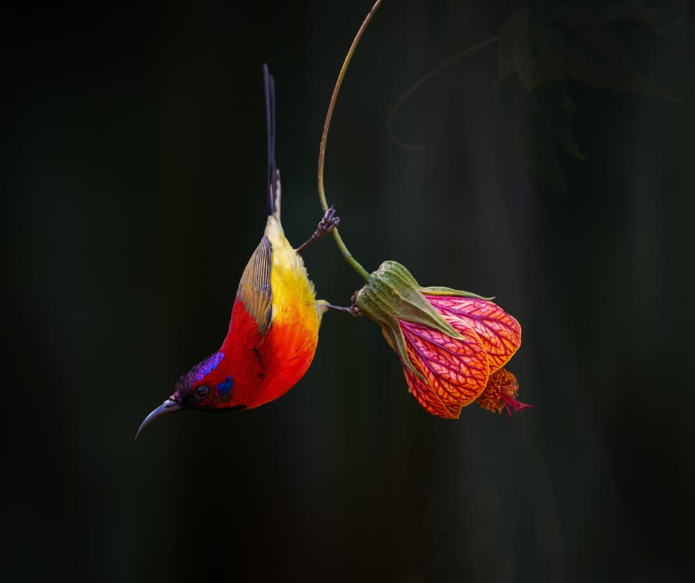 Vibrant Sunbird Blossom by Alex Li — canvas wall art