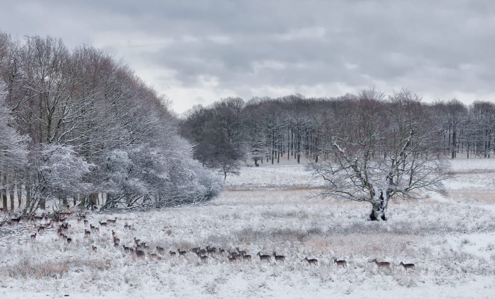 Snowy Winter Deer Herd by Jakob Arnholtz — canvas wall art