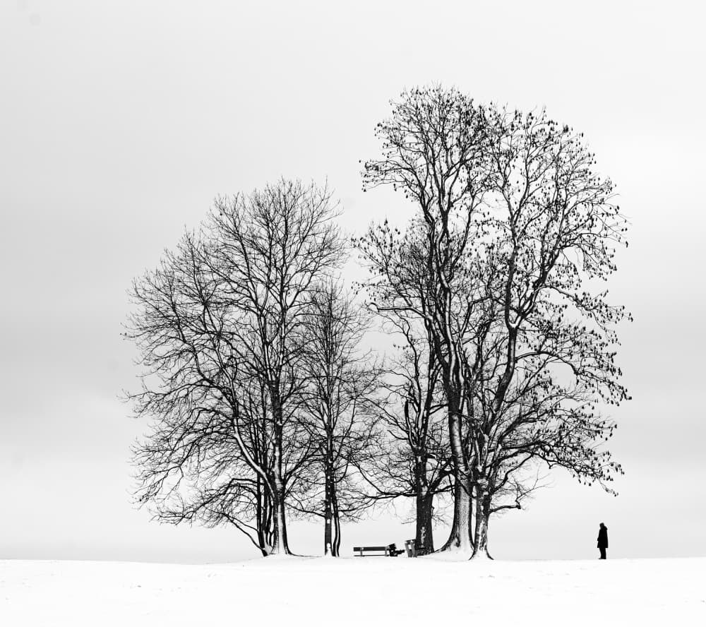 Winter Trees Solitude by Hans Peter Rank — canvas wall art