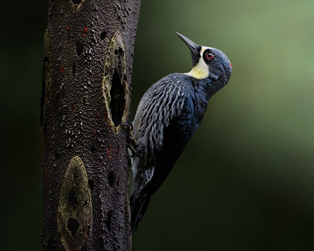 Magellanic Woodpecker by Lisandro PEREZ — canvas wall art