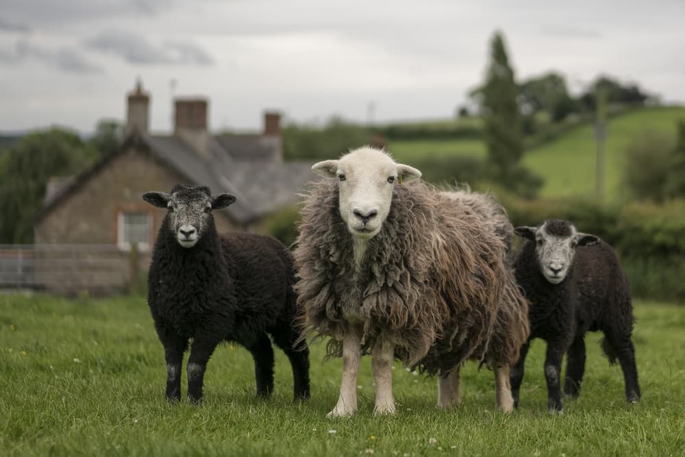 Rural Sheep Family by Gert van den Bosch — canvas wall art