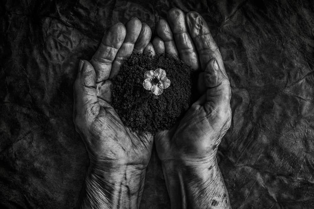Old Hands New Life by Stephen Clough — canvas wall art