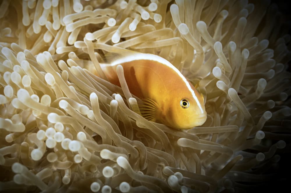 Pink Clownfish Anemone by Serge Melesan — canvas wall art