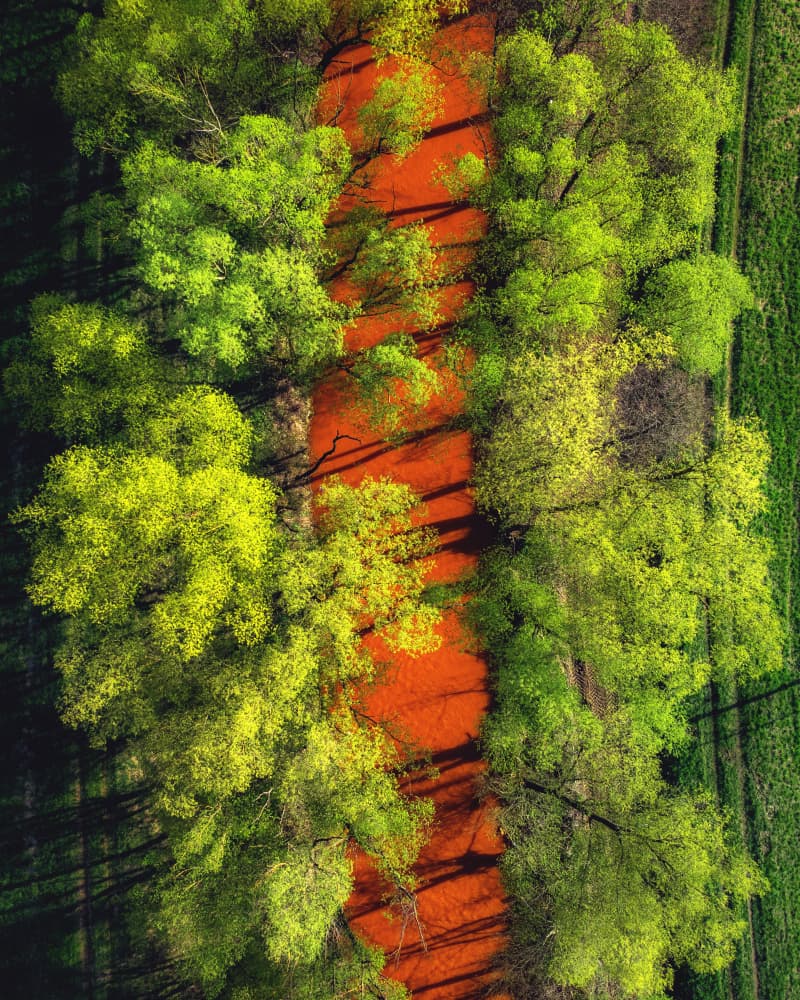Vibrant Forest Path by Pali Gerec — canvas wall art