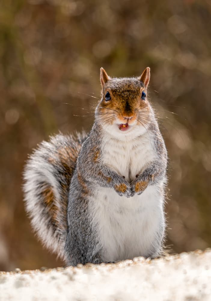 Funny Winter Squirrel by Rong Wang — canvas wall art