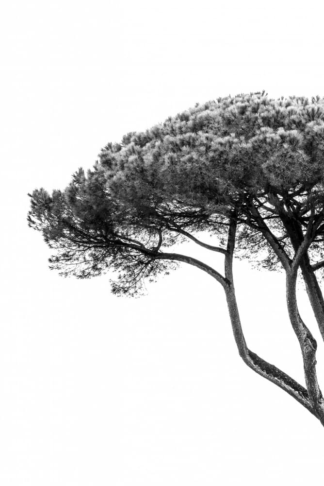 Elegant Tree Silhouette by Photolovers — canvas wall art