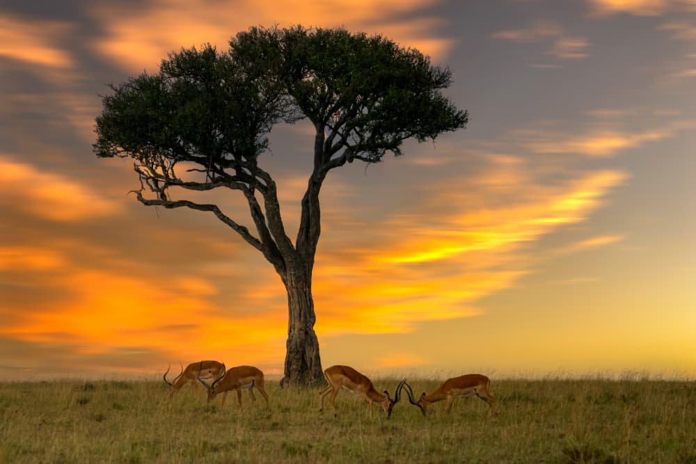 African Wildlife Sunset by Ken Liang — canvas wall art
