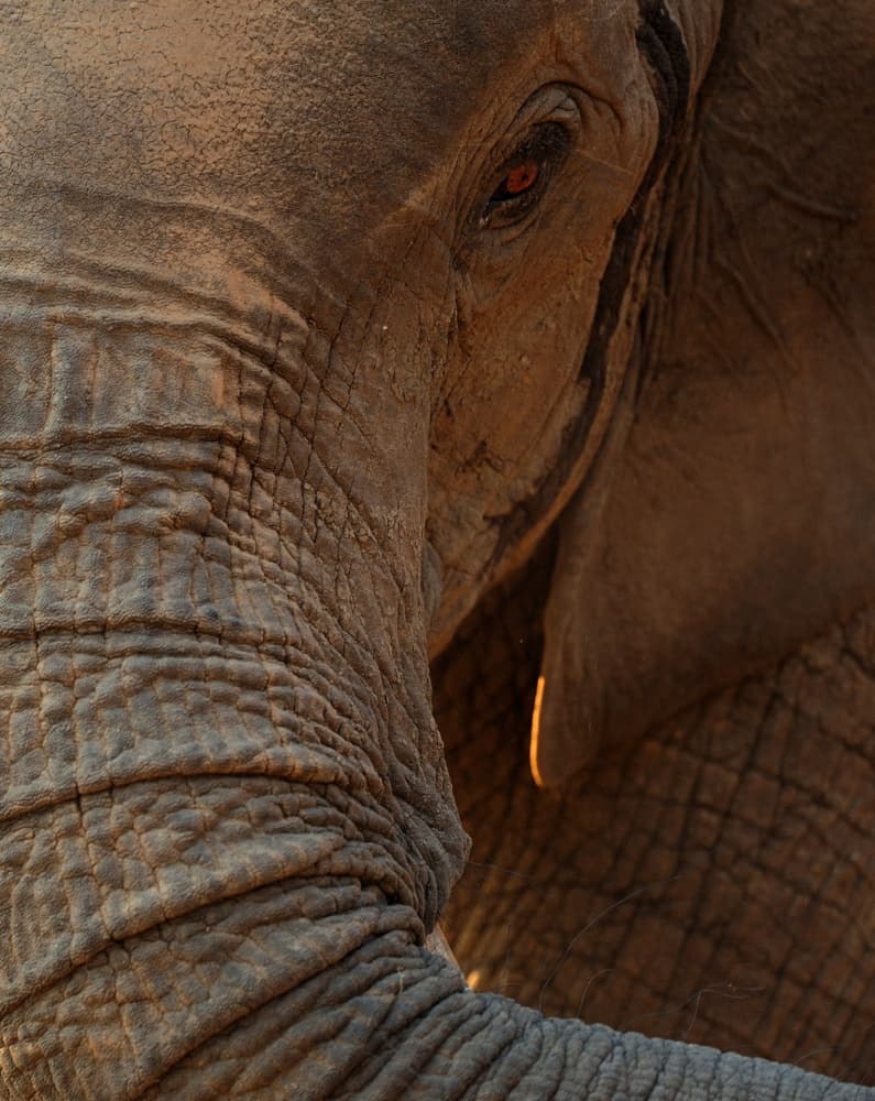 African Elephant Gaze by Luc Baekelandt — canvas wall art