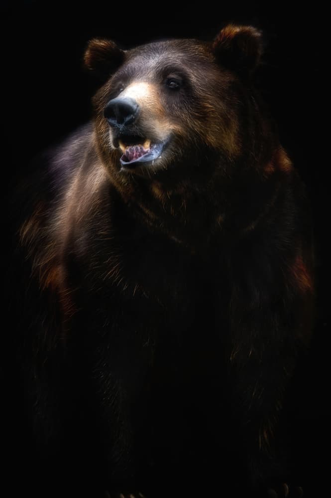 Majestic Brown Bear by Santiago Pascual Buye — canvas wall art