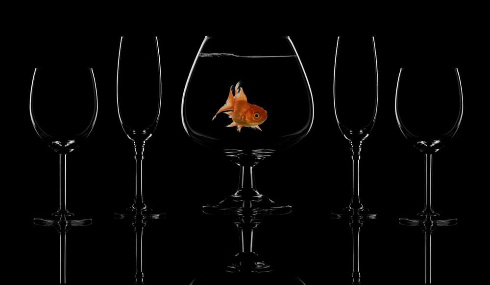 Glass fish by Saleh Swid — canvas wall art