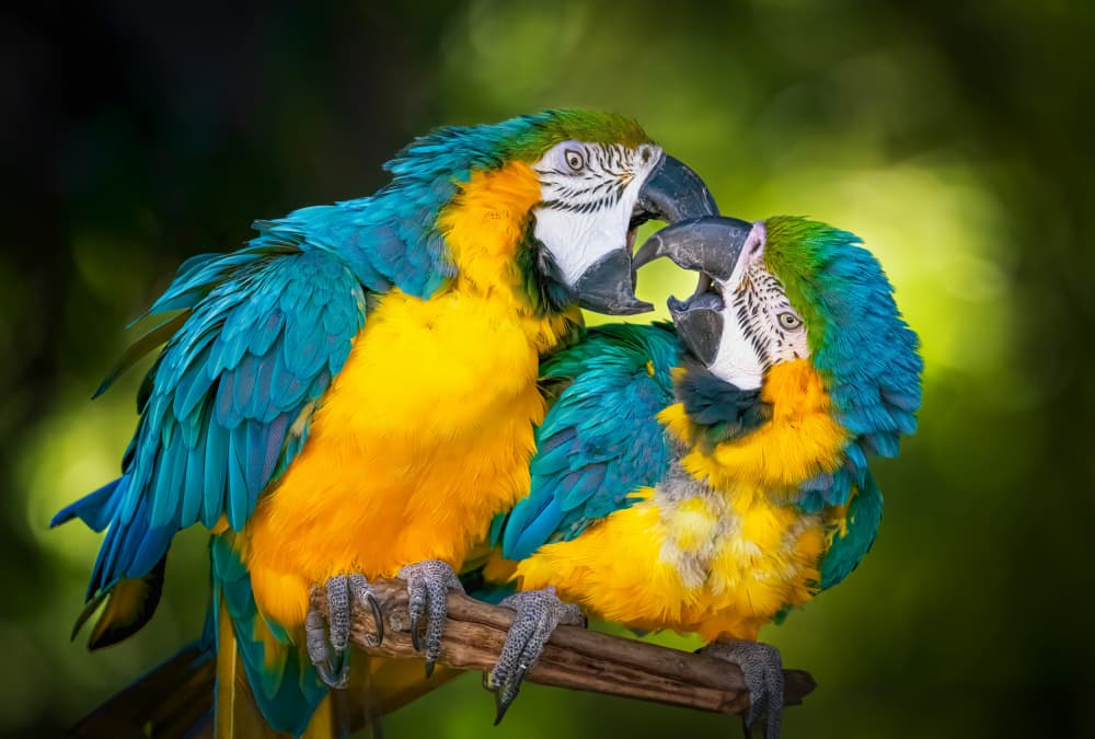 Loving Macaw Pair by Jeffrey C. Sink — canvas wall art