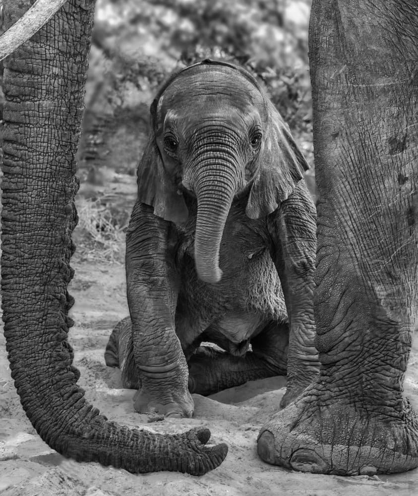 Protected Baby Elephant by Jenny Qiu — canvas wall art
