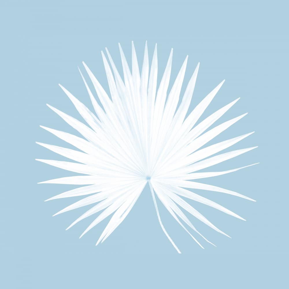 Tropical Blue 1 by Kathrin Pienaar — canvas wall art