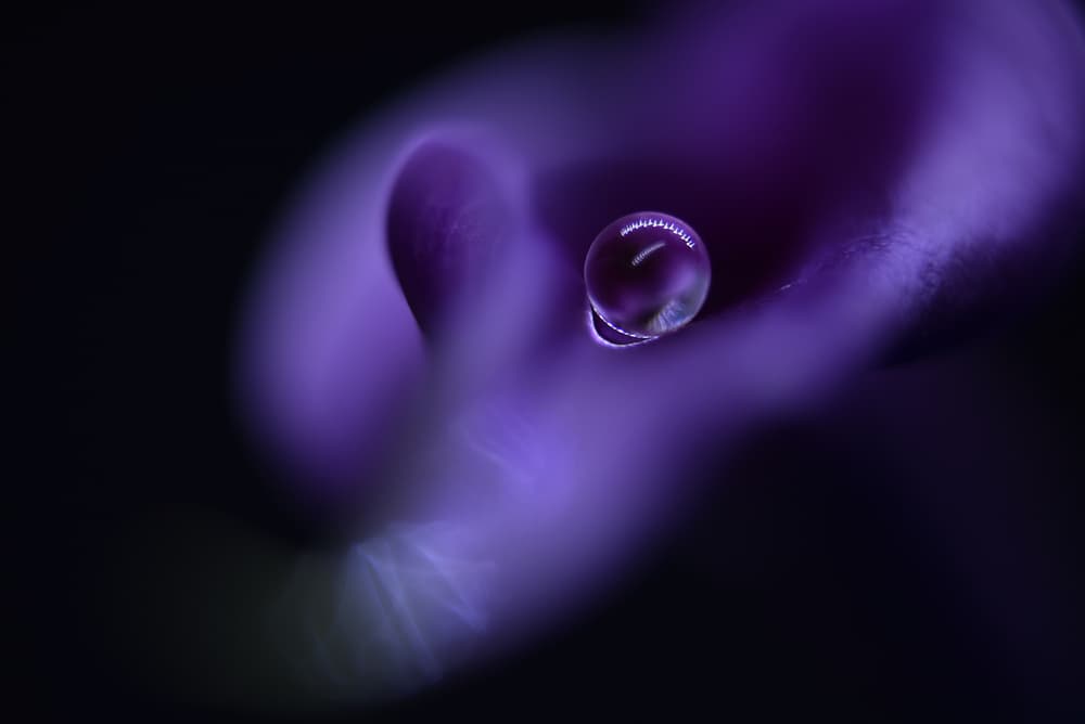 Deep Purple Droplet by Heidi Westum — canvas wall art