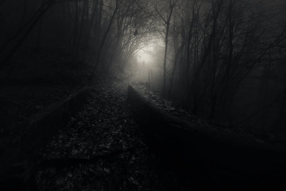 Mysterious Forest Light by Filippo Manini — canvas wall art