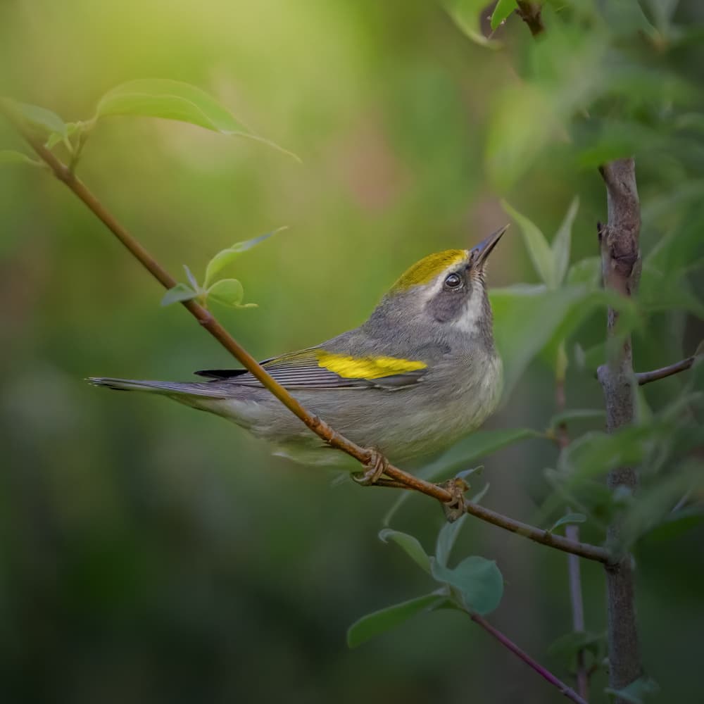 Golden Crown Warbler by Jacob (Jian) Xu — canvas wall art