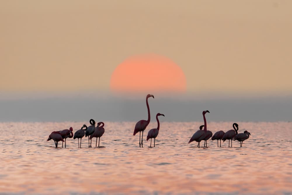 Serene Flamingo Sunset by Feng Qin — canvas wall art