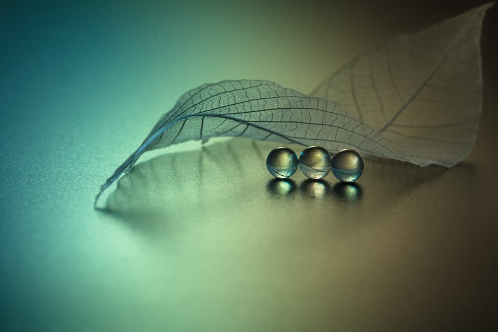 Skeletal Leaf Marbles by Shihya Kowatari — canvas wall art