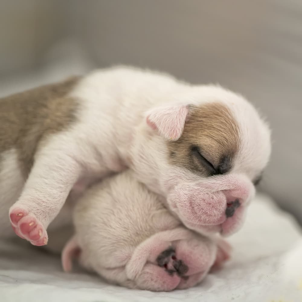 Sleeping Newborn Puppies by Gert van den Bosch — canvas wall art