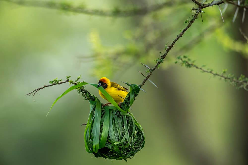 Yellow Bird Building Nest by Hung Tsui — canvas wall art