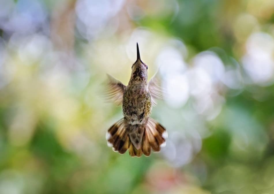 Graceful Hummingbird Flight by Derek Galon MA FRPS FOPS — canvas wall art
