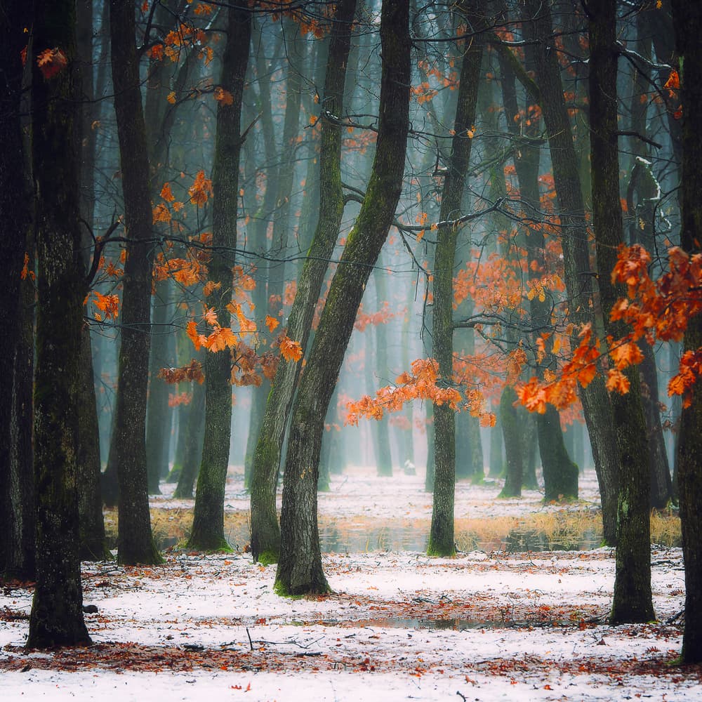 Enchanting Misty Forest by Alexandra Fira — canvas wall art