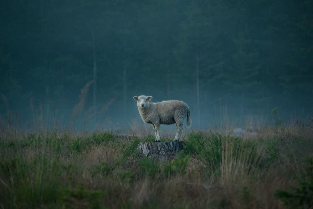 Misty Forest Sheep by Christian Lindsten — canvas wall art