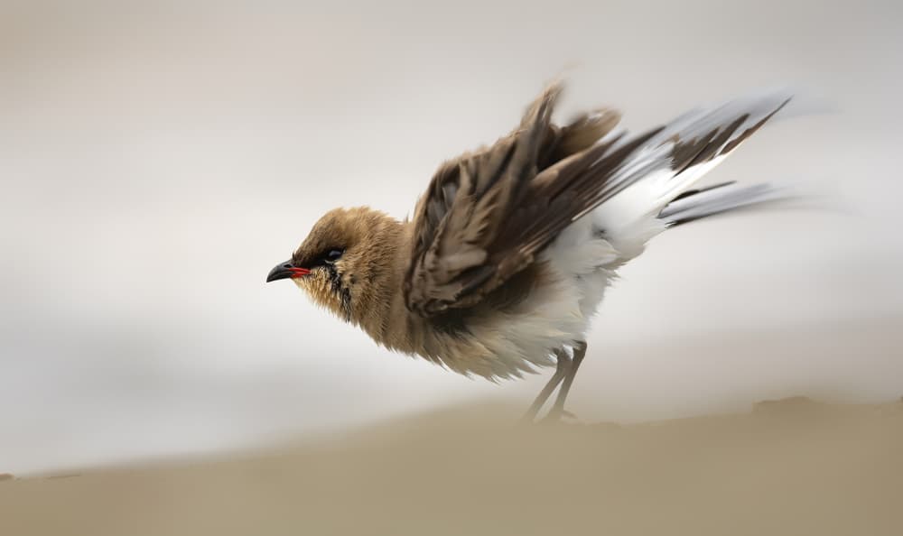 Wild Bird Ruffling Feathers by Marco Barisone — canvas wall art