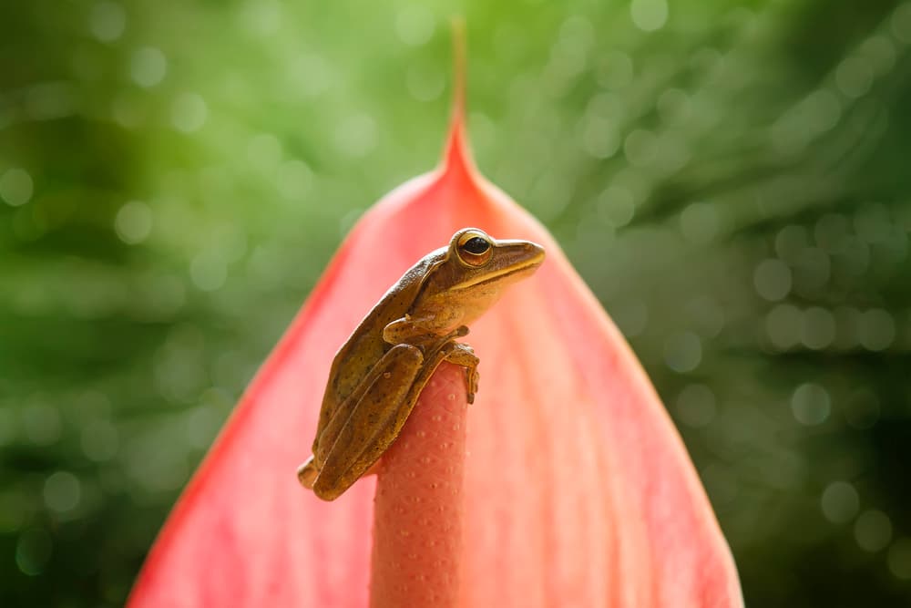 Frog on Pink Flower by Abdul Gapur Dayak — canvas wall art