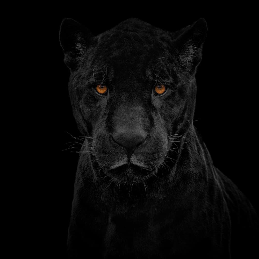 Powerful Black Panther Gaze by Mathilde Guillemot — canvas wall art