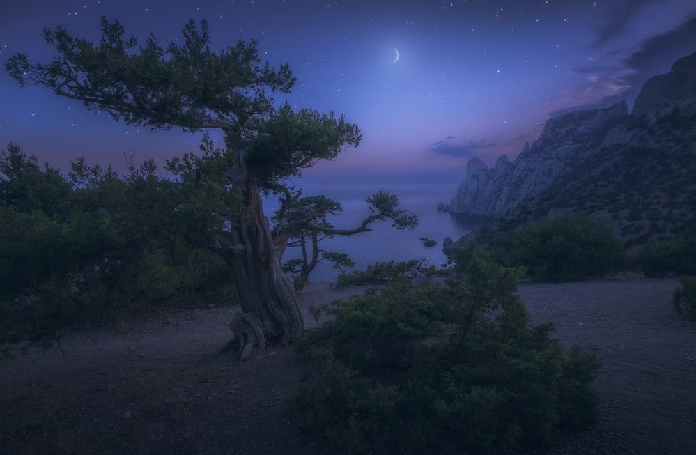 Moonlit Coastal Tree by Kirill Volkov — canvas wall art