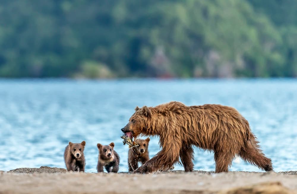 Brown Bear Family Fishing by Giuseppe DAmico — canvas wall art
