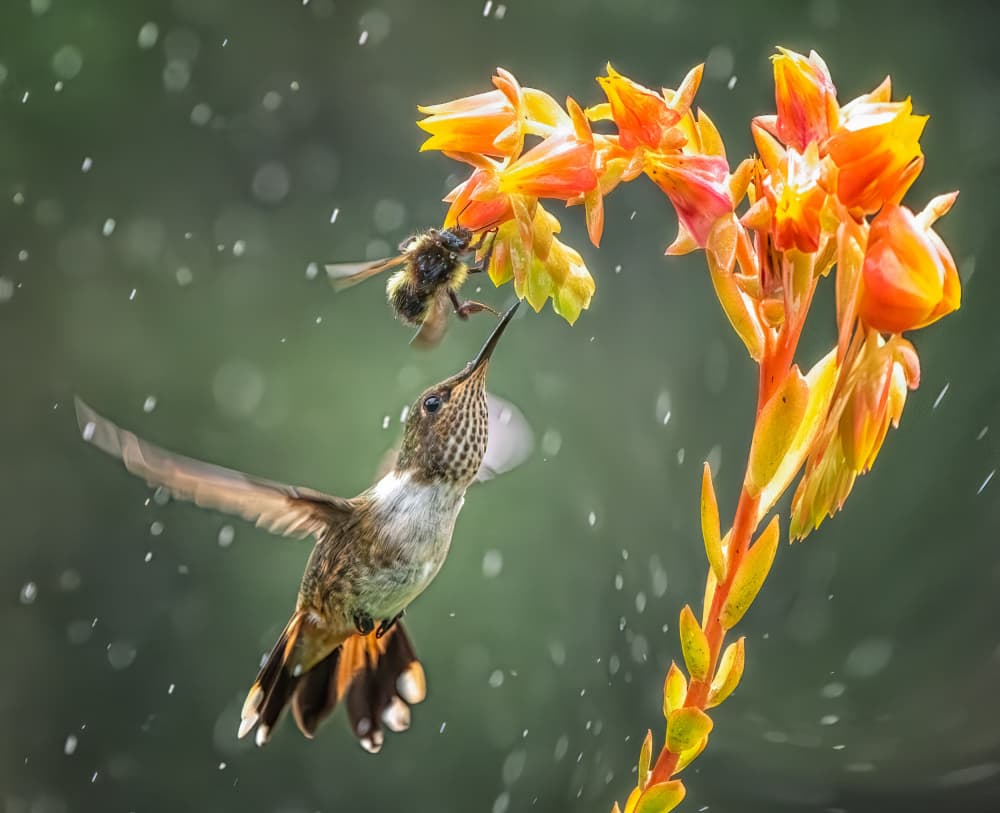 Hummingbird and Bumblebee by Yuan Su — canvas wall art
