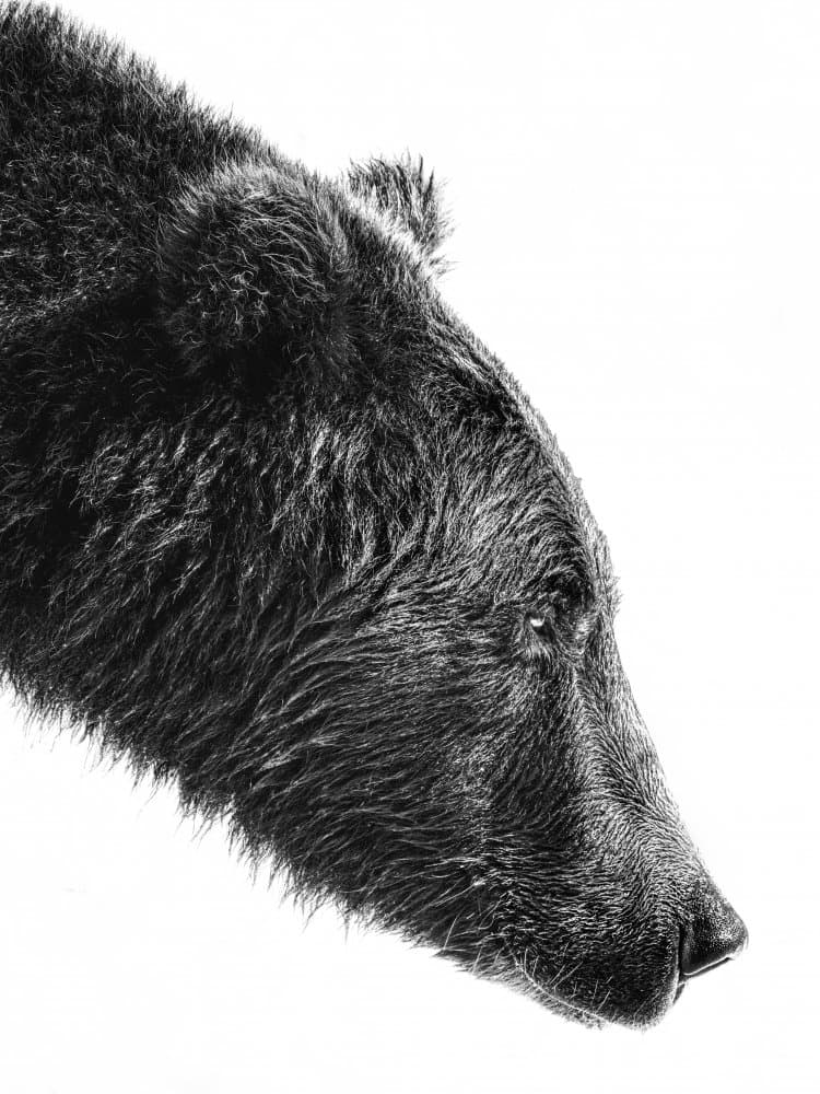 Grizzly Bear Profile by Anchor Lee — canvas wall art