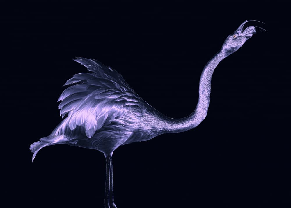 Purple Flamingo Elegance by Georgios Tsikiridis — canvas wall art
