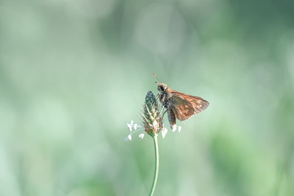 Peaceful Skipper Butterfly by Oana Vasileniuc — canvas wall art