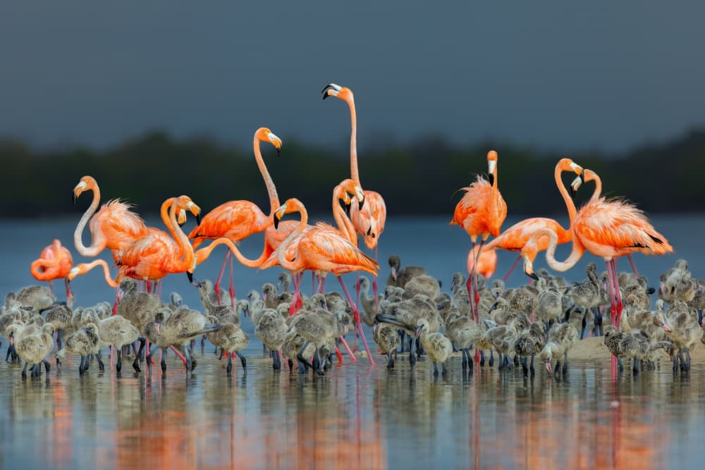 Flamingo Family Heart by Jun Zuo — canvas wall art