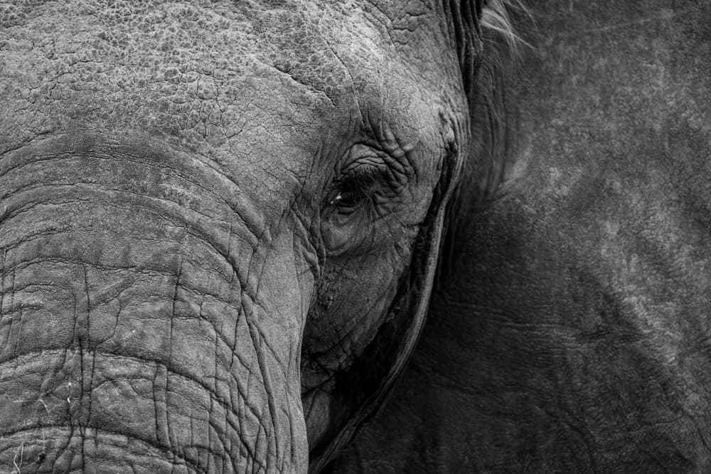 Elephant's Deep Gaze by Bjoern Alicke — canvas wall art