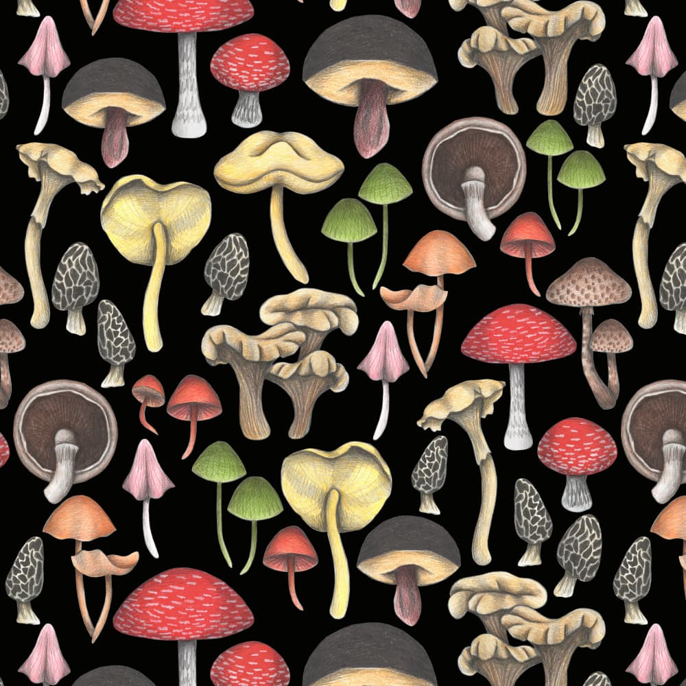 Wild Mushroom Medley by Cecilia Battaini — canvas wall art
