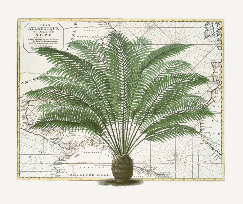 Vintage Palm Atlas by Andrea Haase — canvas wall art