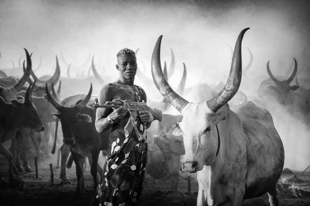 Powerful Herder Longhorn Cattle by Svetlin Yosifov — canvas wall art