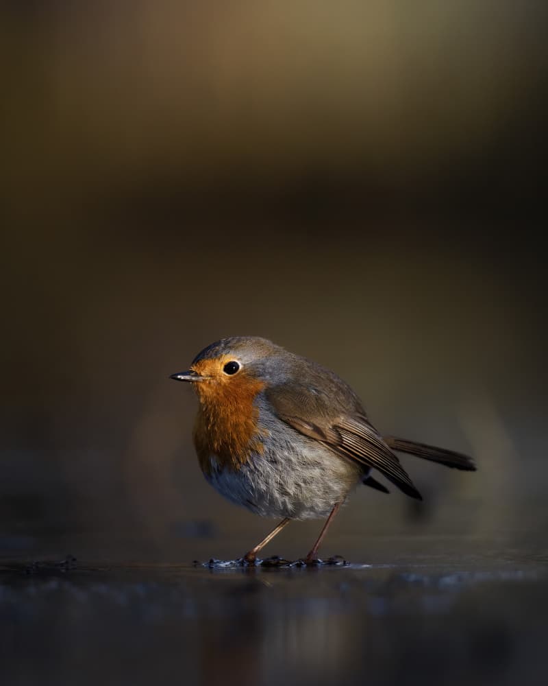 Little Robin Portrait by Magnus Renmyr — canvas wall art