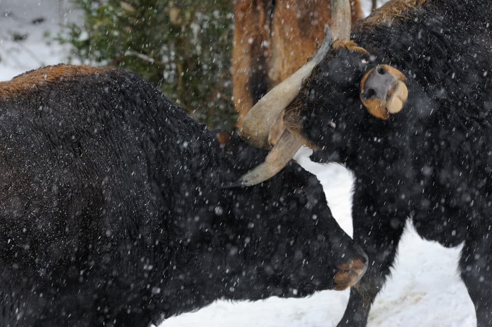 Winter Bison Sparring by Marco Pozzi — canvas wall art