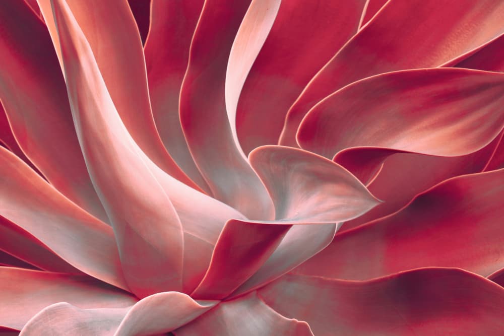 Red Succulent Curves by Robin Wechsler — canvas wall art