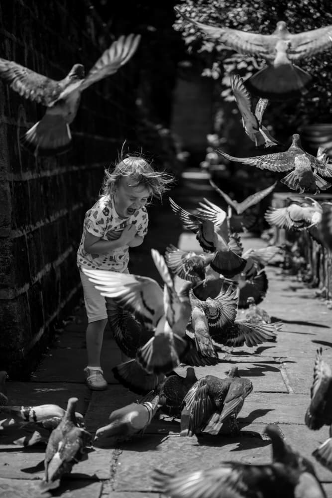 Child's Pigeon Surprise by Chris Latham — canvas wall art