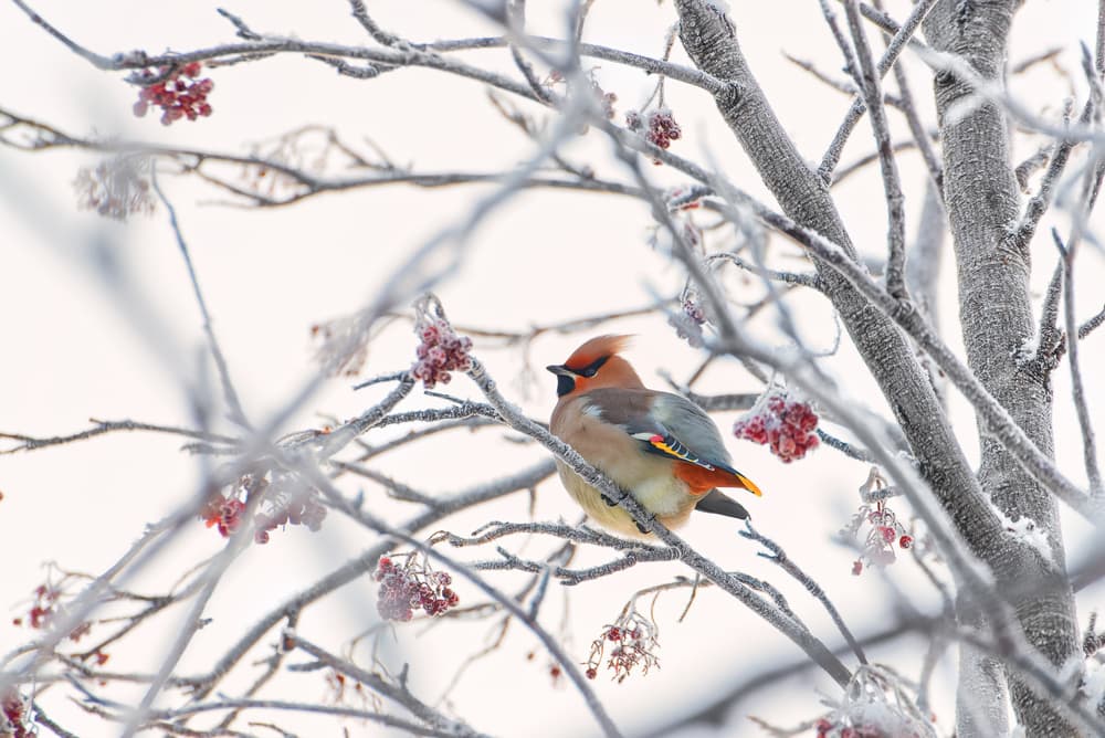 Winter Waxwing Berries by Konstantin Selezenev — canvas wall art